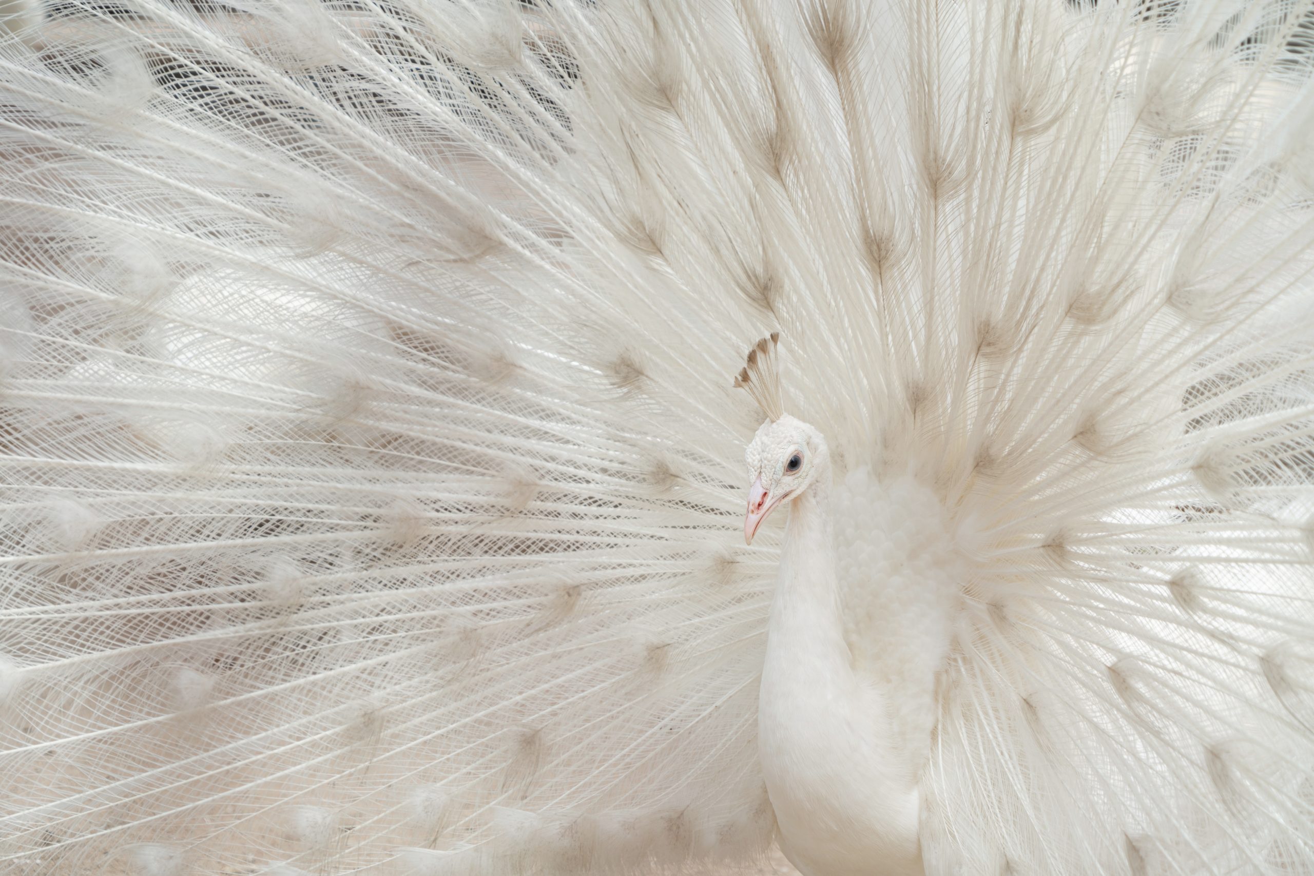 Albino peacock bird displaying out spread tail feathers with white plumage in zoo park. Wild animal in nature.